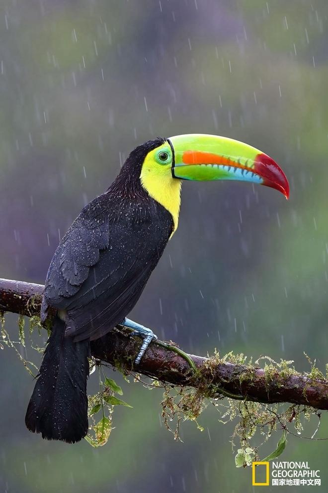 哥斯达黎加,厚嘴巨嘴鸟(keel-billed toucan)