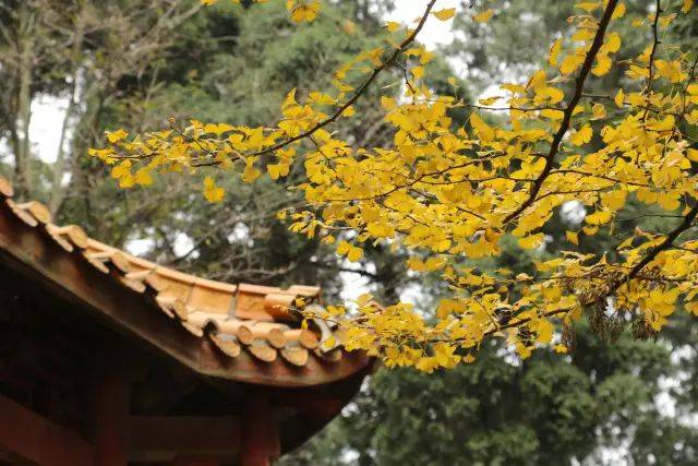 古物,古寺,古树,构成了云顶山银杏的别样风情,因而显得更加弥足珍贵.