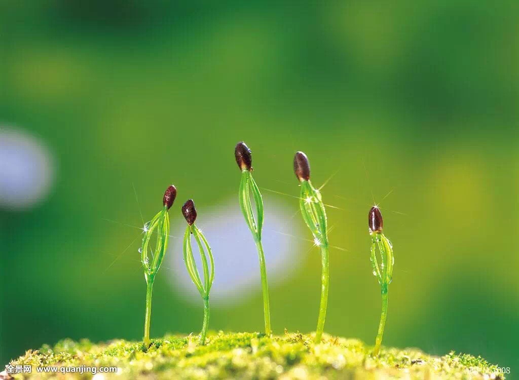 文学精英社飘香群现代诗佳作选刊,由平儿老师审稿