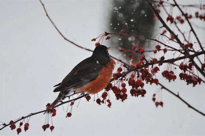 谁说寒中无彩色,寂静雪白一抹红, 知更鸟儿觅食欢,叽叽喳喳颂寒春