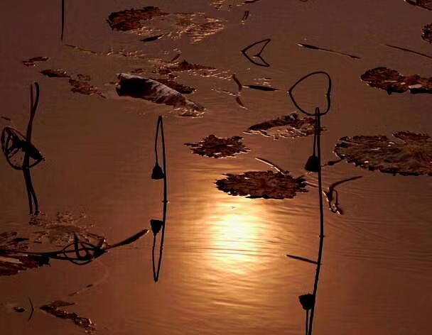 西风夕阳下,残荷也是一道风景.那荷叶凋零枯萎的姿势倒在小河里.