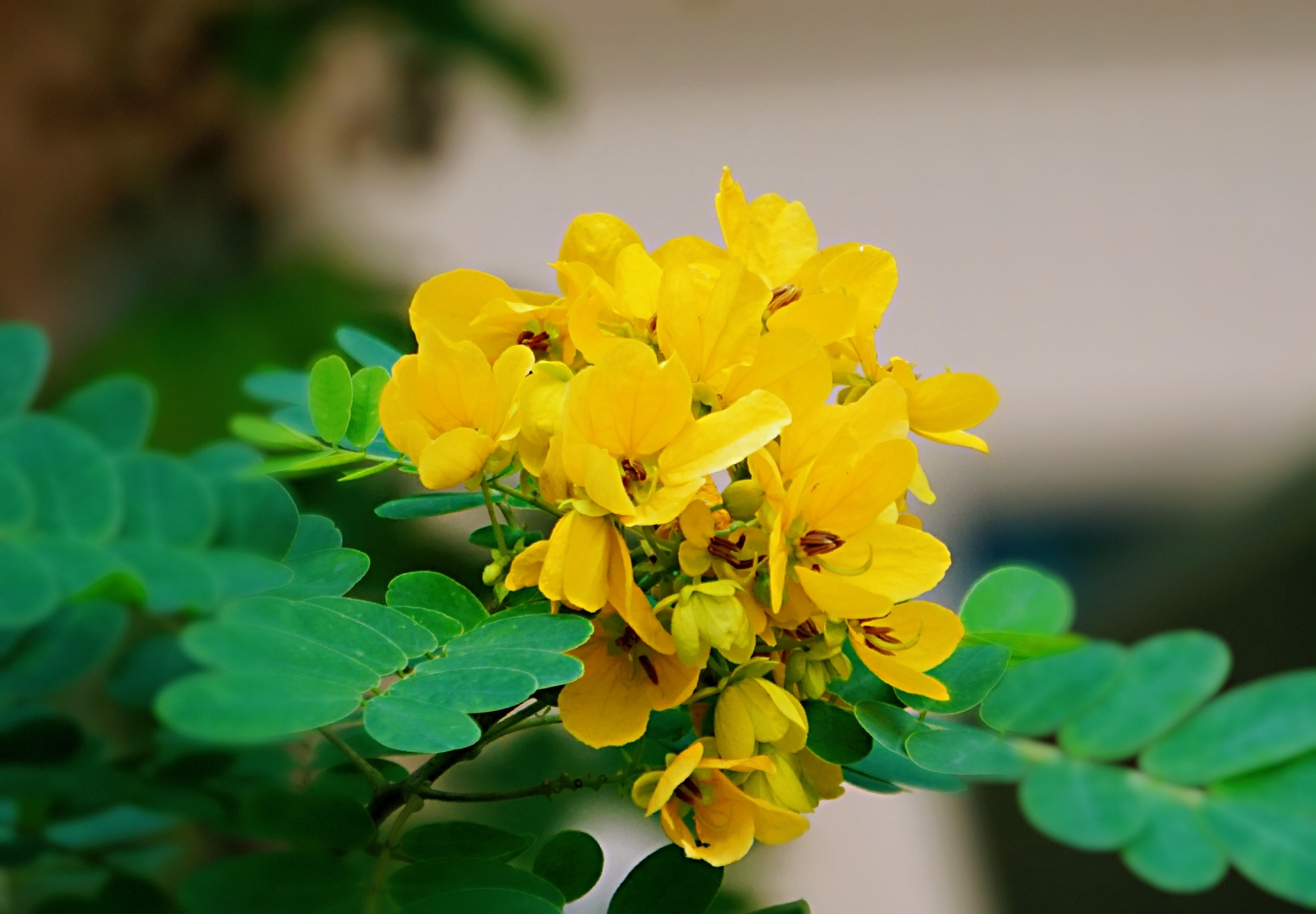 冬日里温柔盛开的黄槐花(vv首发)