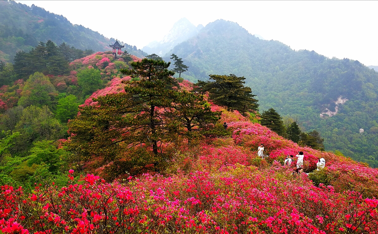 岭上开遍映山红