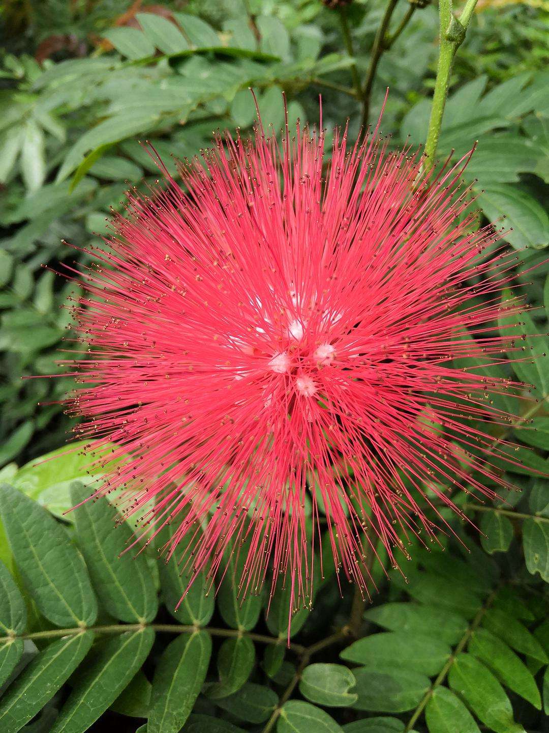 朱缨花:花如丝灵动,叶如羽飘逸