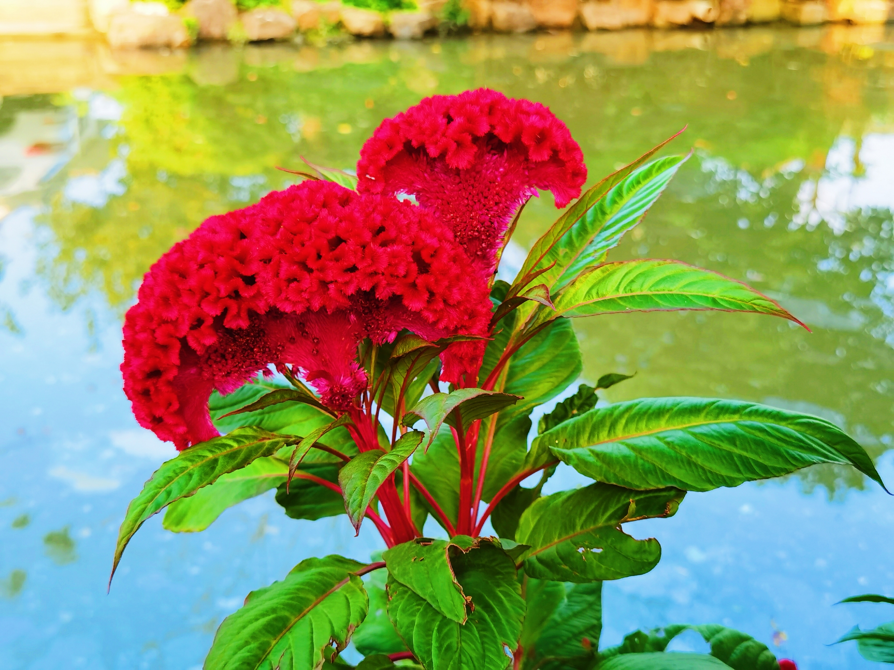 盛开在小河边上的鸡冠花【首发】