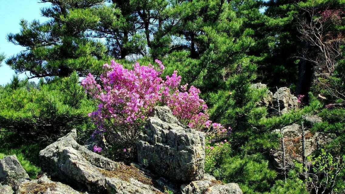 花砬子,山上杜鹃红.