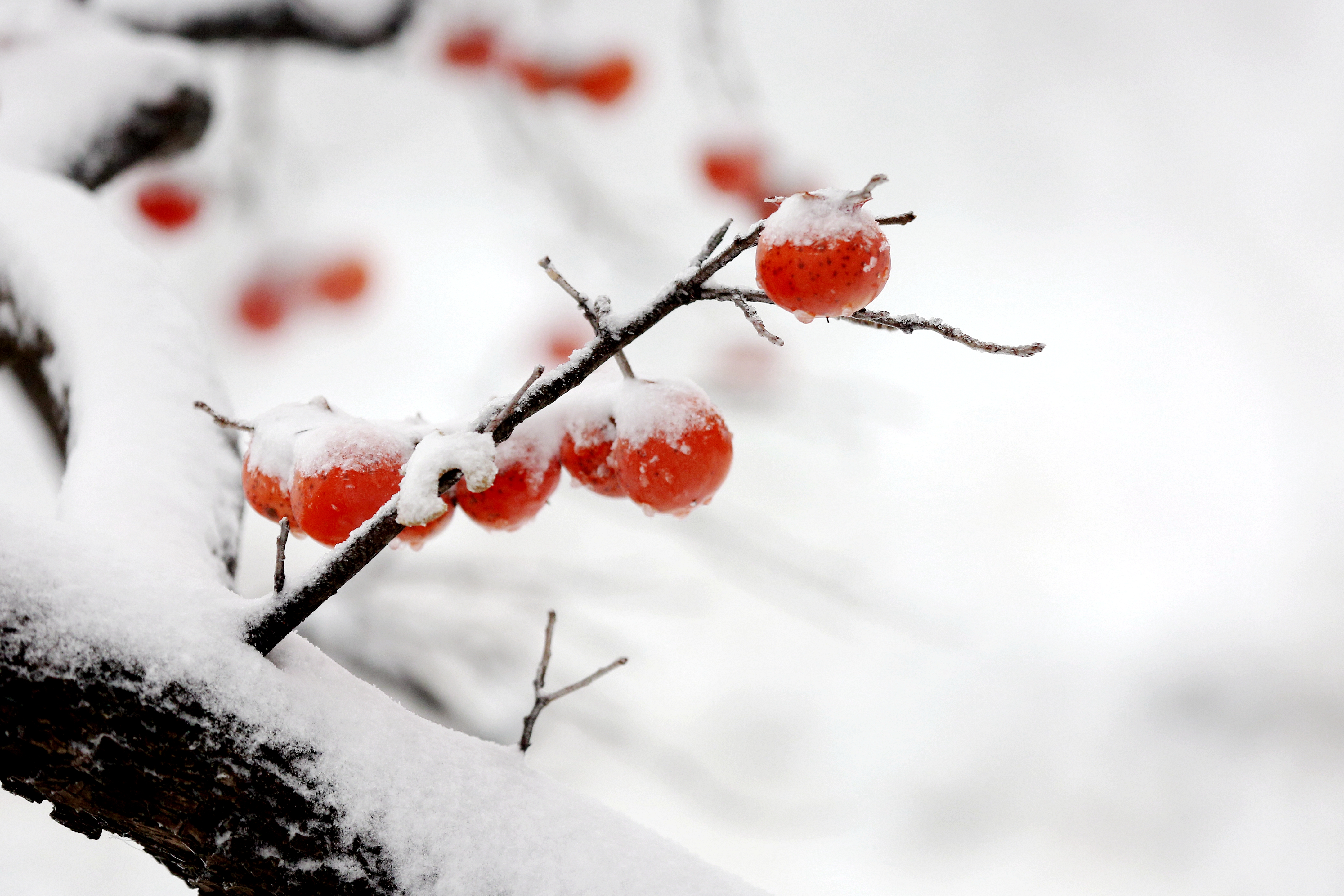 雪飘枝头柿子红