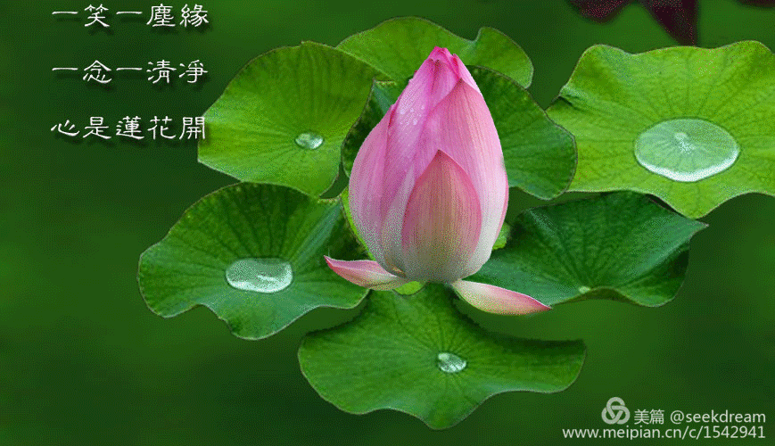 [首发]见一尾蜻蜓,便知夏意清凉.