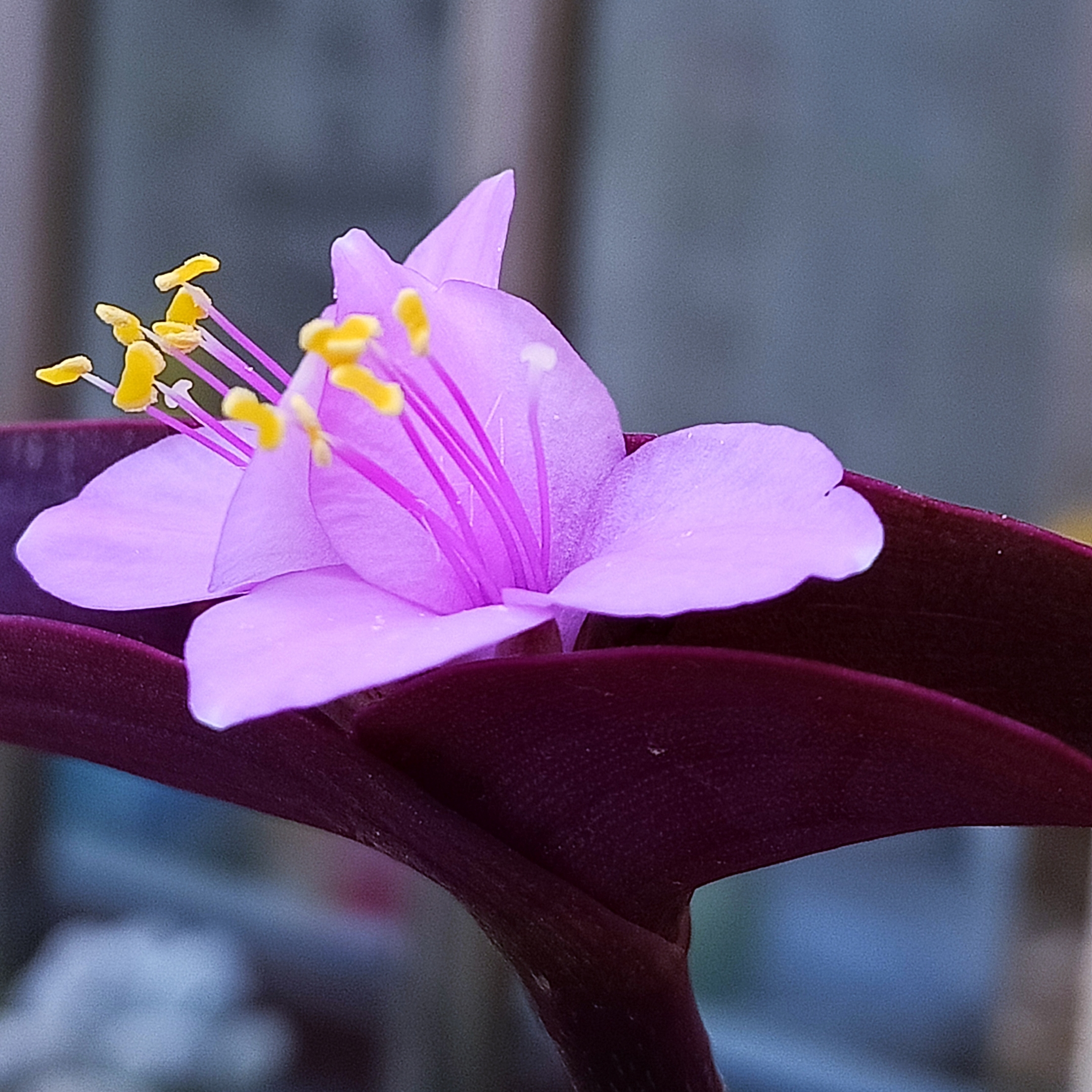 紫竹梅开花了【首发】