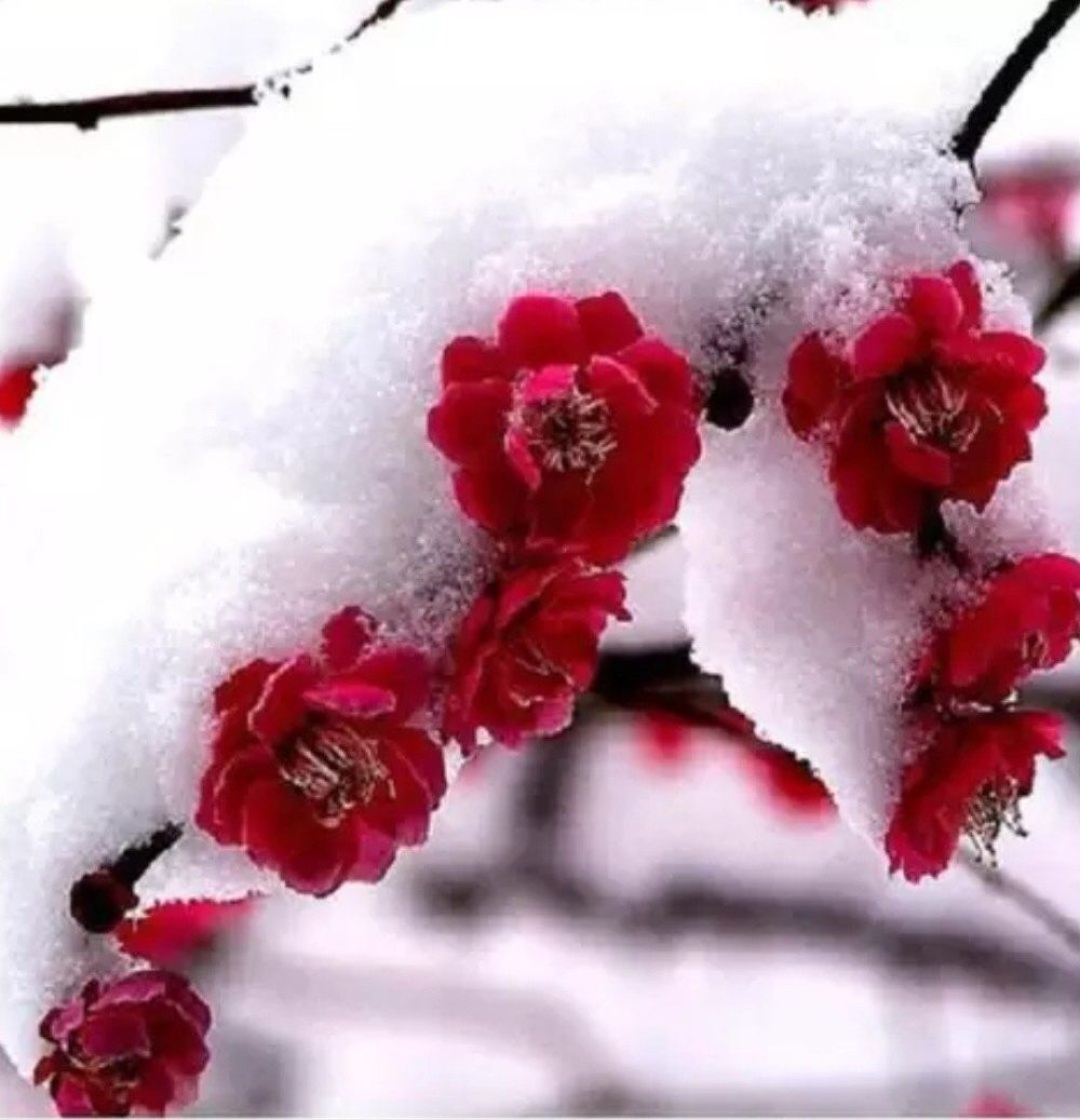 雪花来了梅花开我在雪中等你来