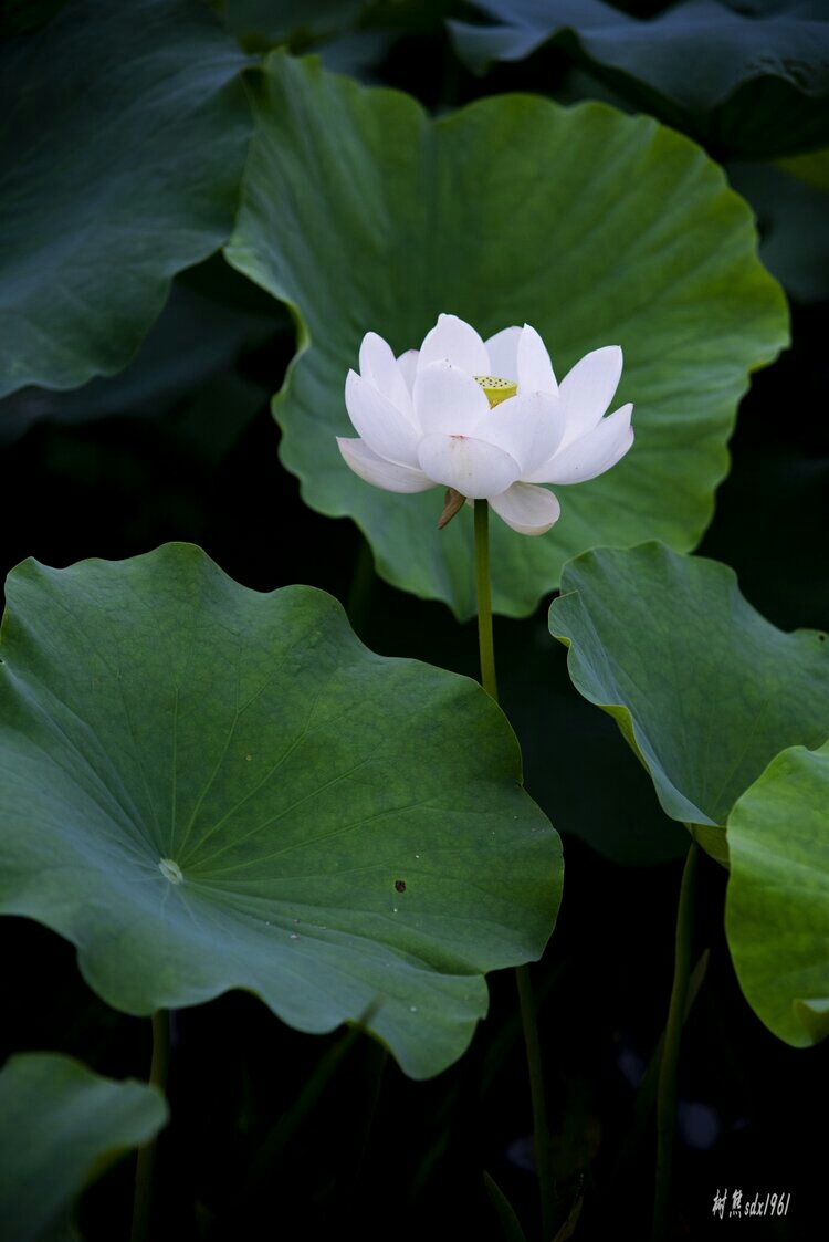 洁美的白莲花