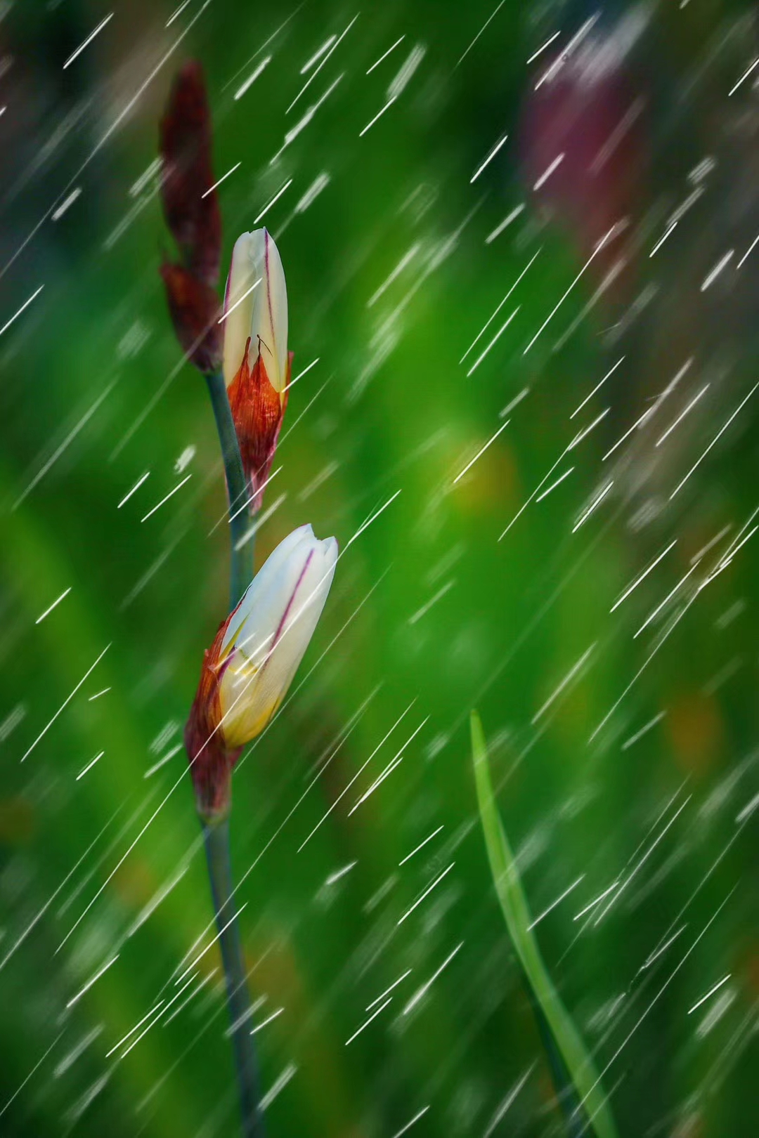 雨中飘荡的回忆