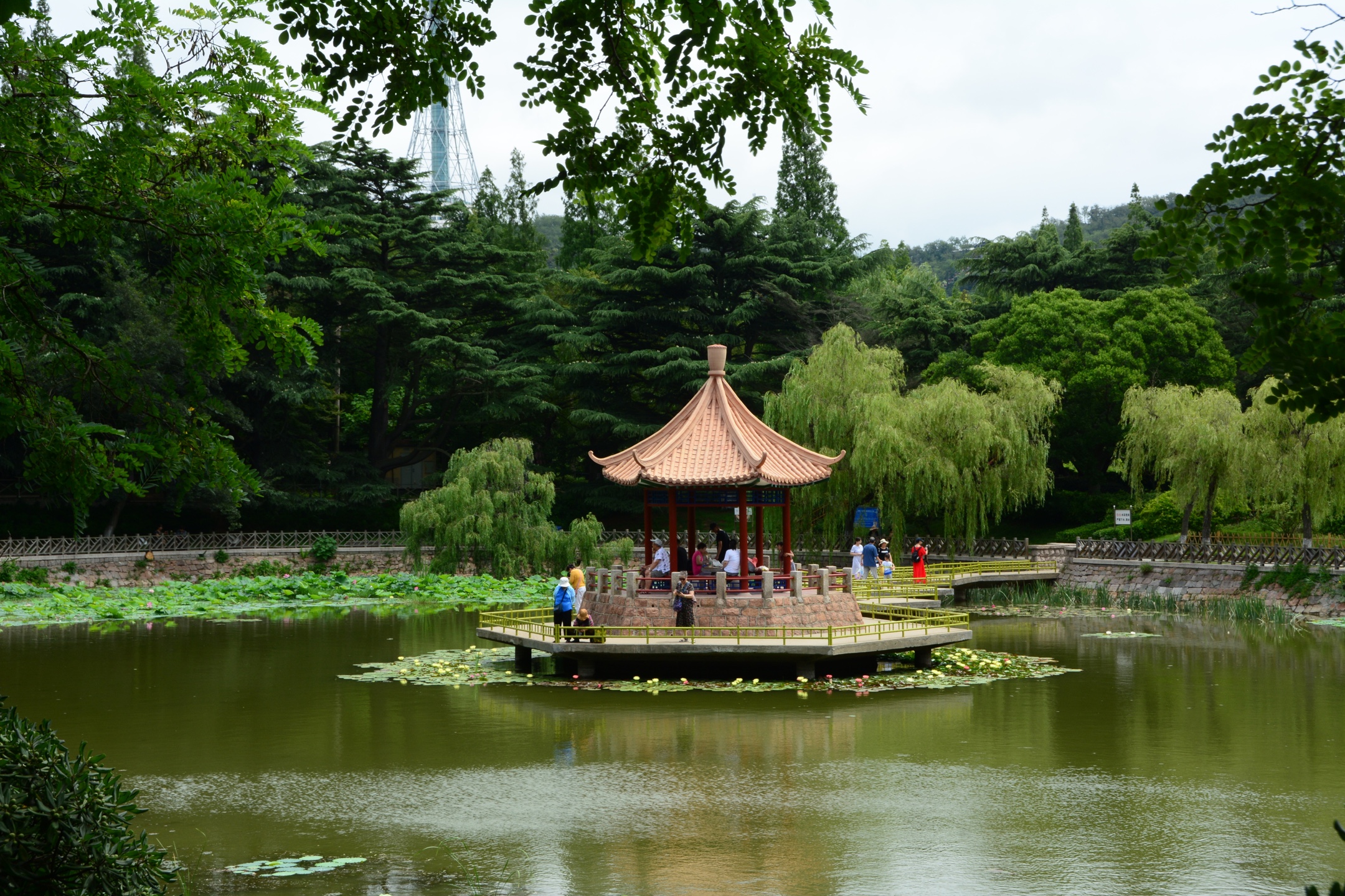 《夏日风景别样好》 青岛中山公园小西湖荷花