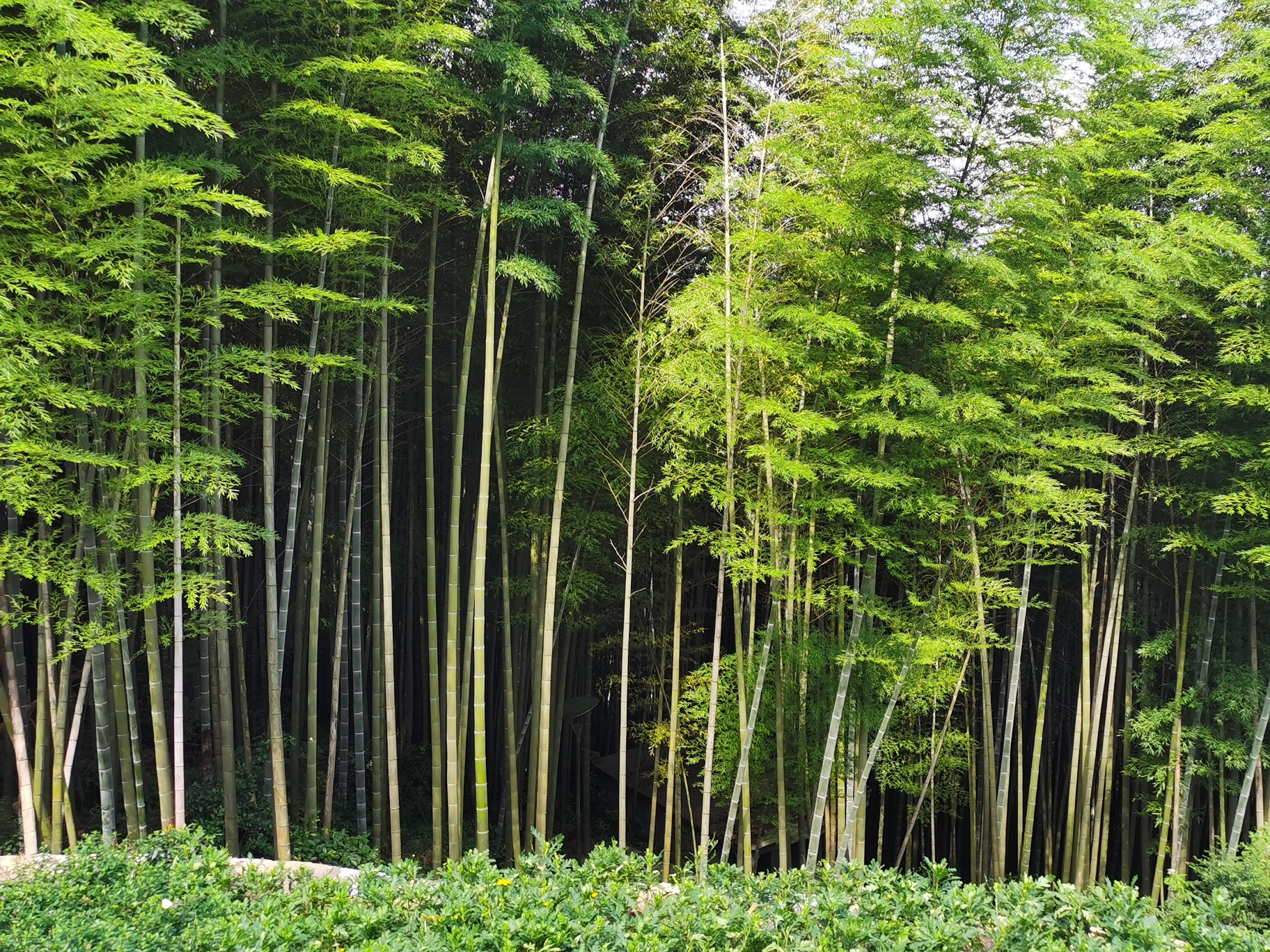 永川茶山竹海行