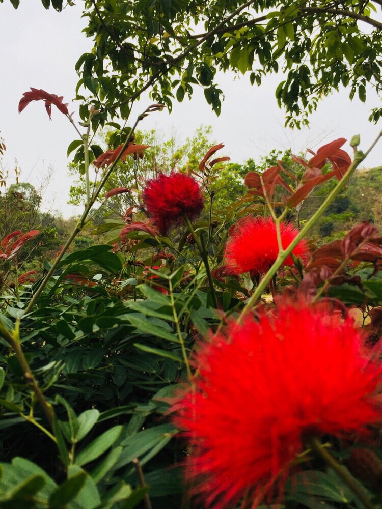 世上有朵美丽的花,人间有首动人的歌