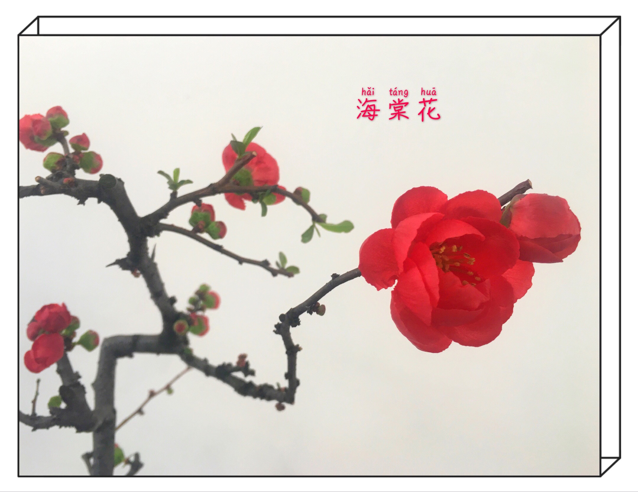 宋·吴潜《满江红·问海棠花》