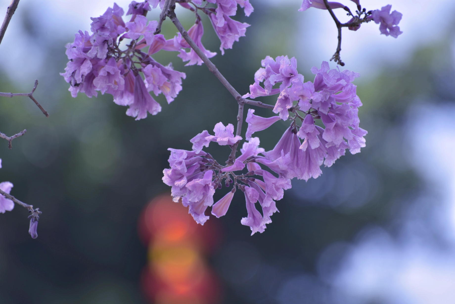 沙湾古镇紫色风铃花