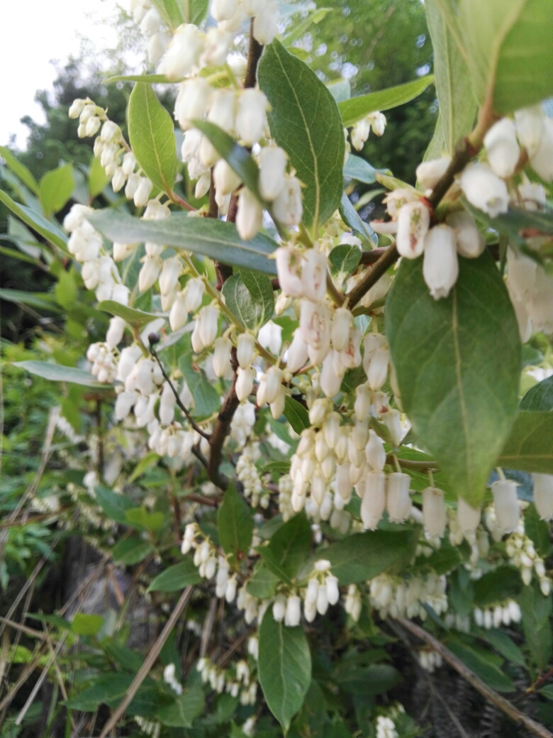 小果珍珠花