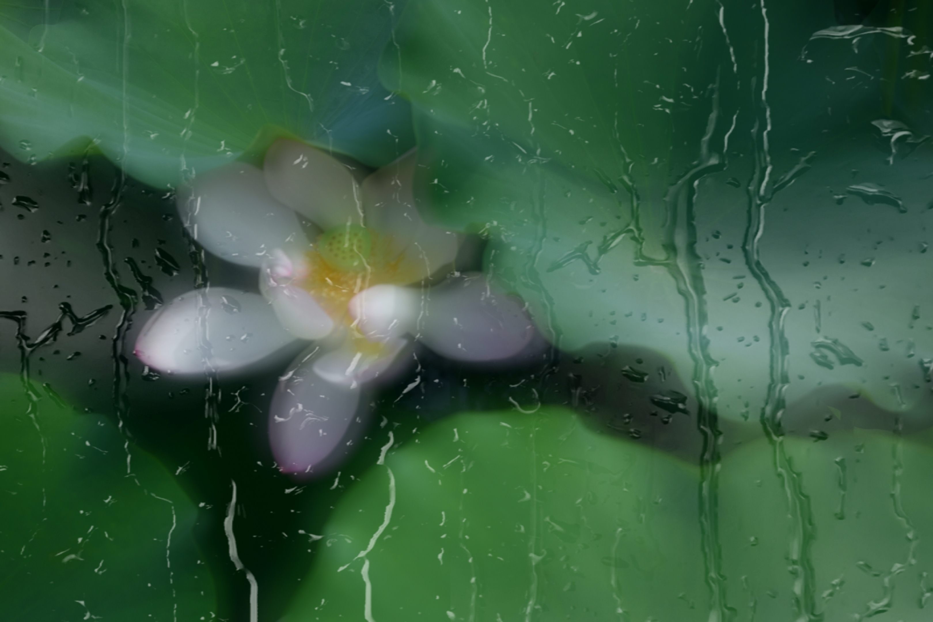 图文/雪竹 拍摄时间 :2019及2020夏 背景音乐《半山听雨》