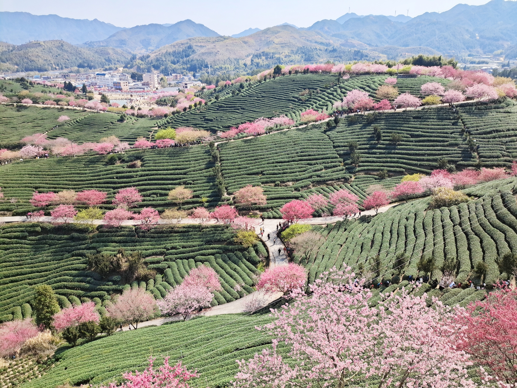 漳平永福镇的茶山樱花