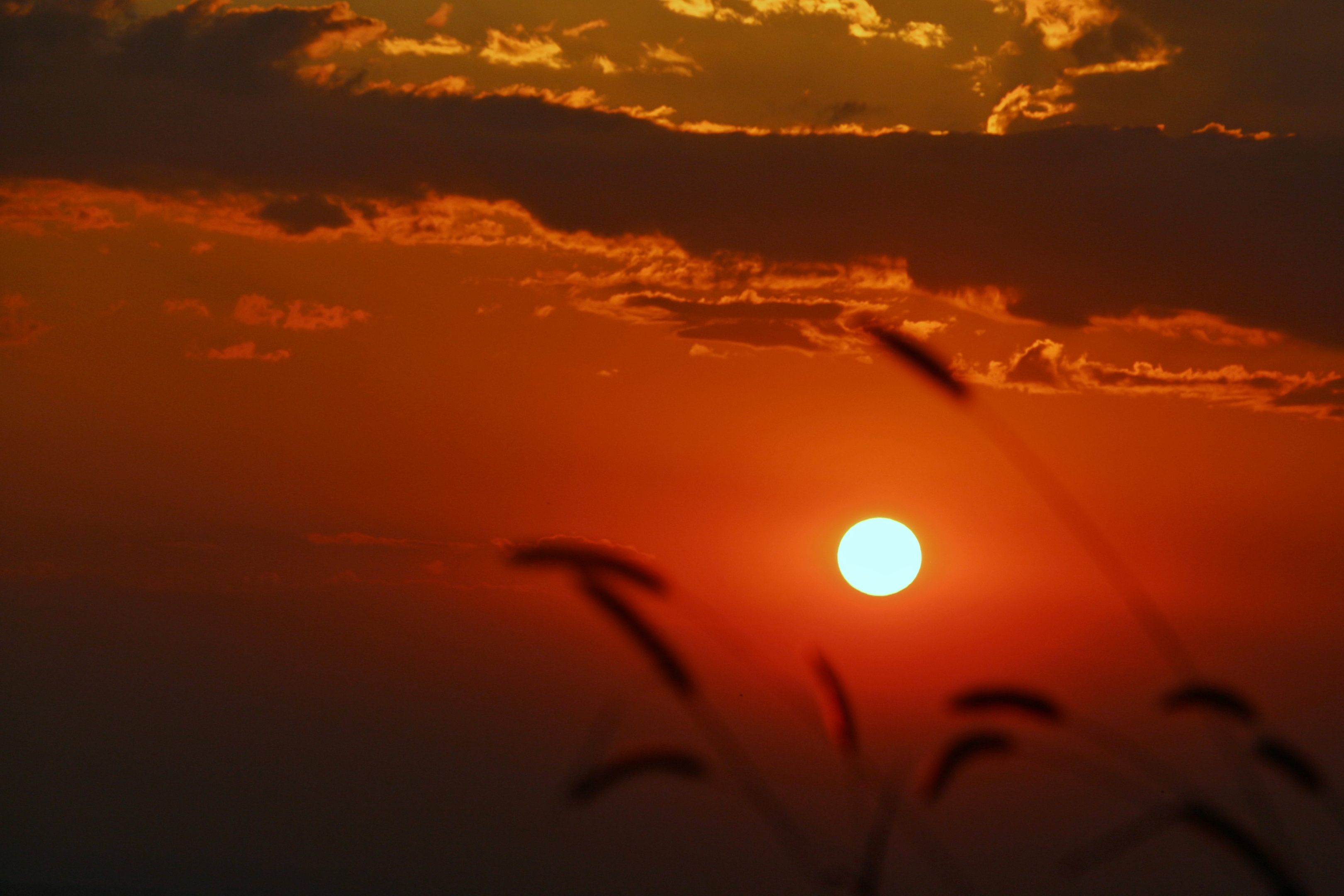 黄昏的暮色唯美柔软,夕阳从指缝中穿堂而过,黄昏的夕阳,洒落一