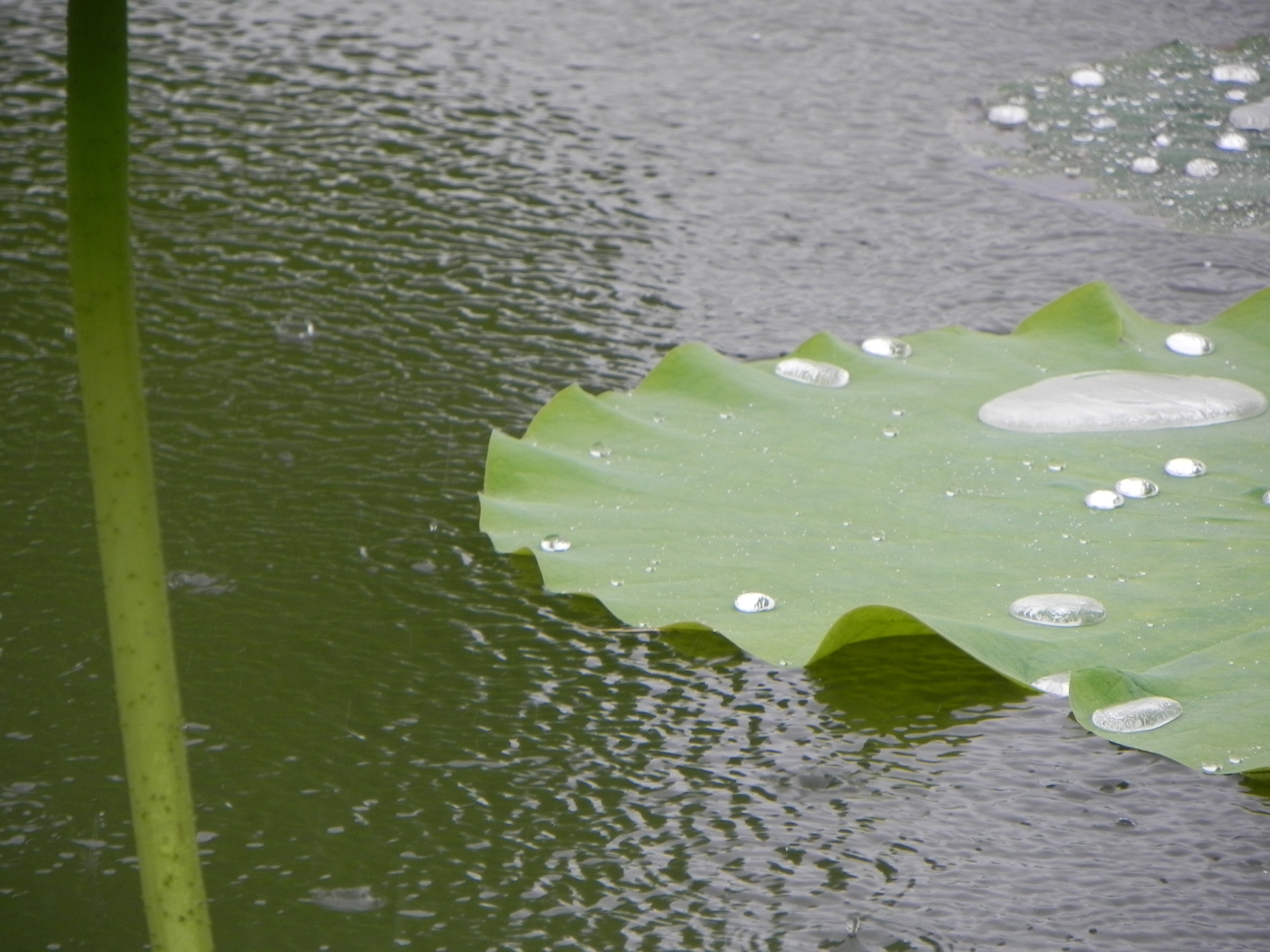 七月的雨