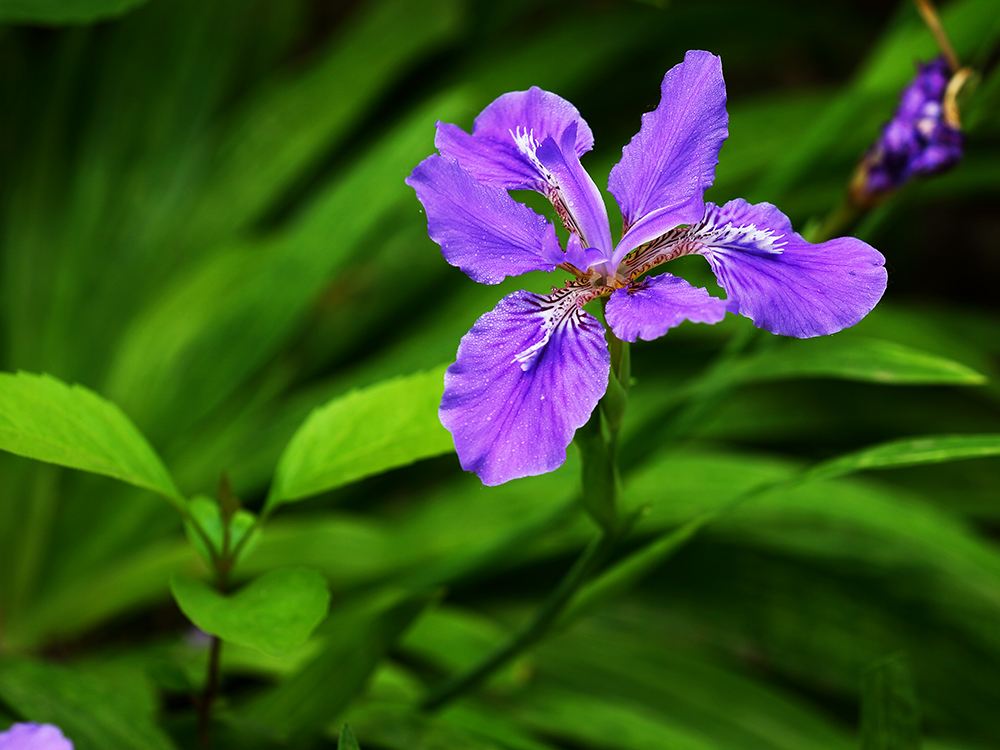 马兰花开