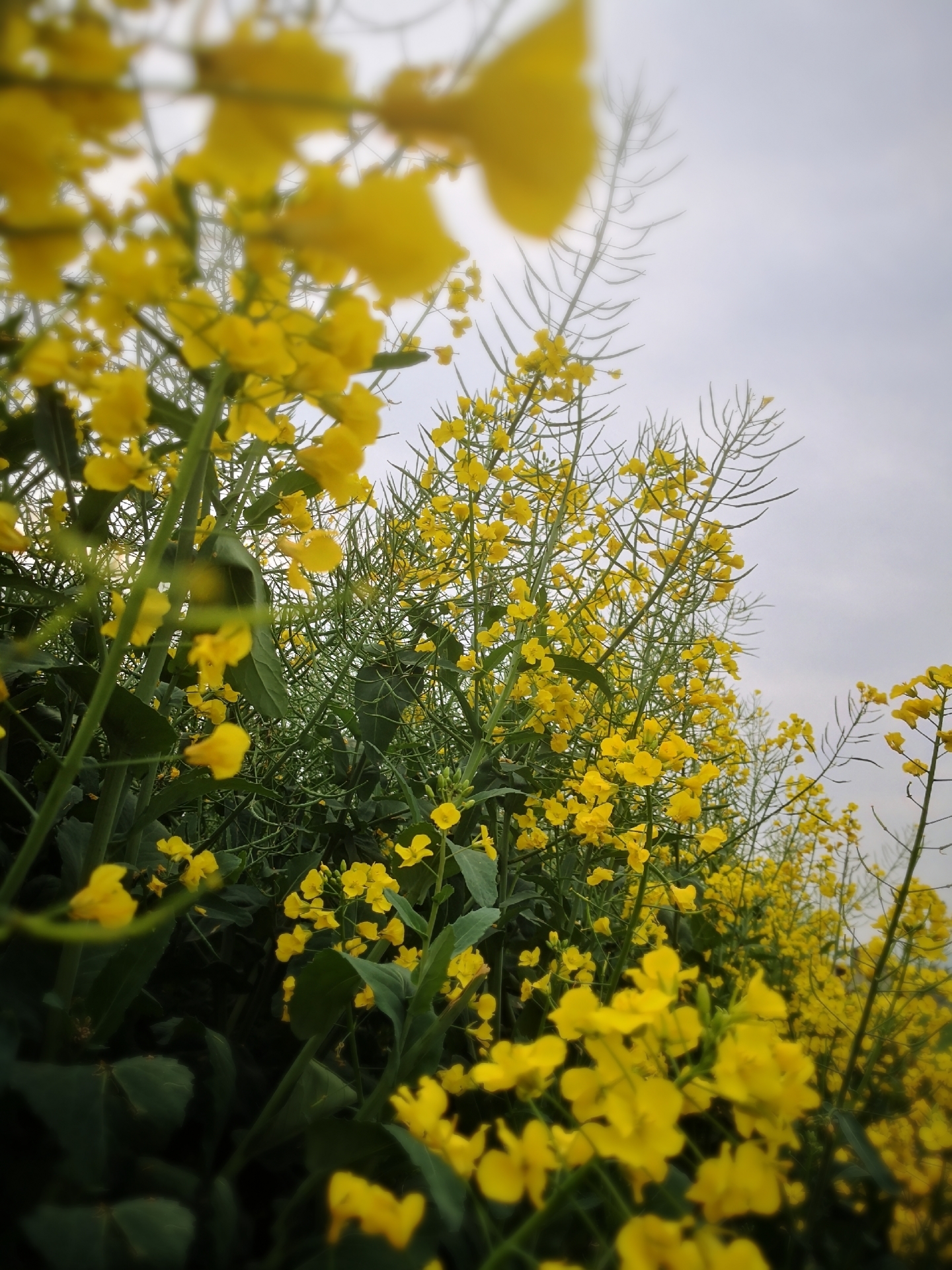 儿童诗歌《油菜花》