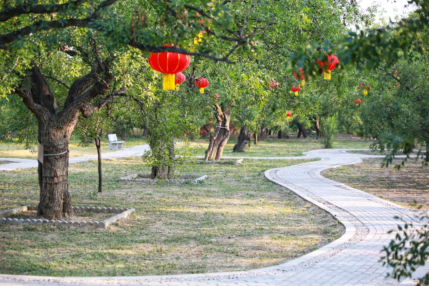 拍摄地:稷山县唐枣园