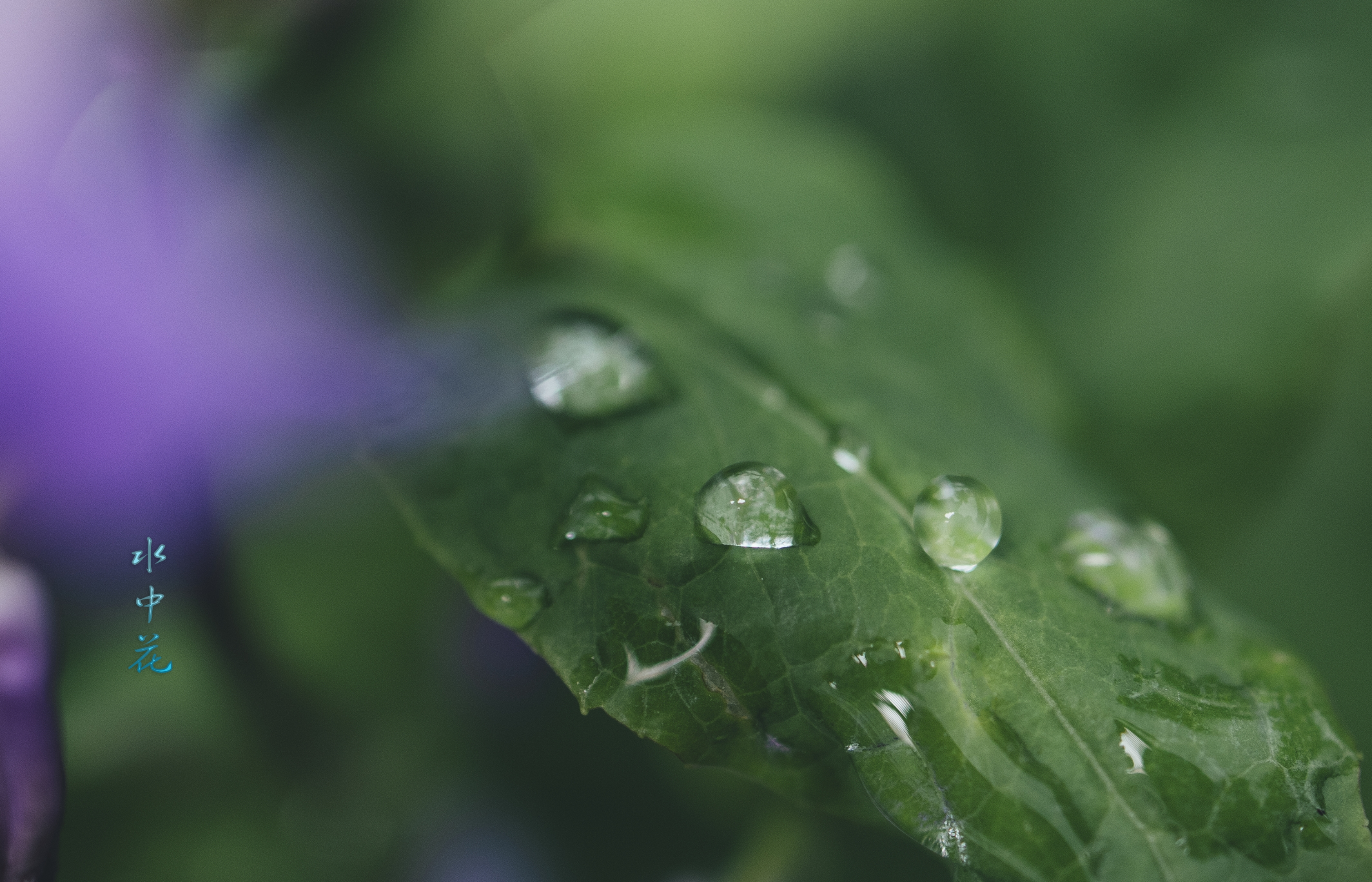 水中花 