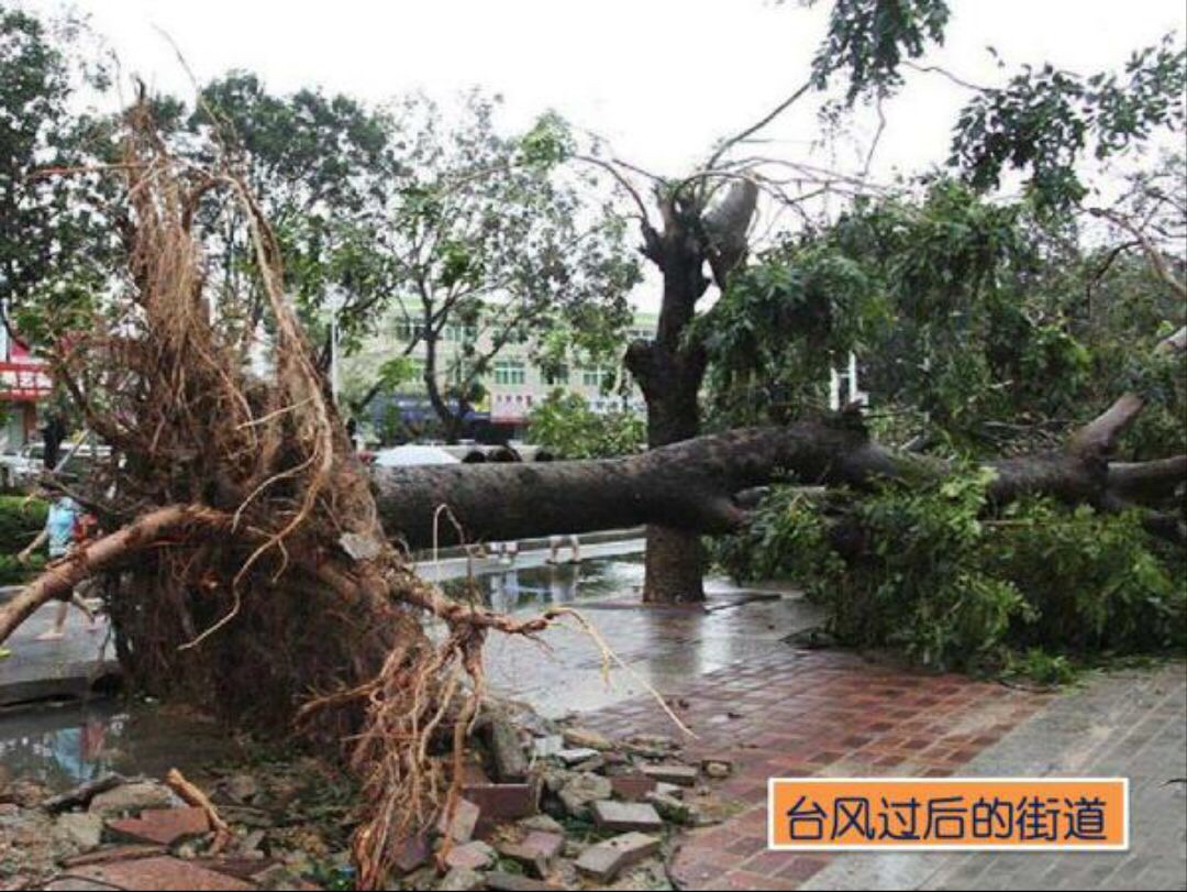 台风是带有热带气旋的自然天气,通常伴有大暴雨,大风.