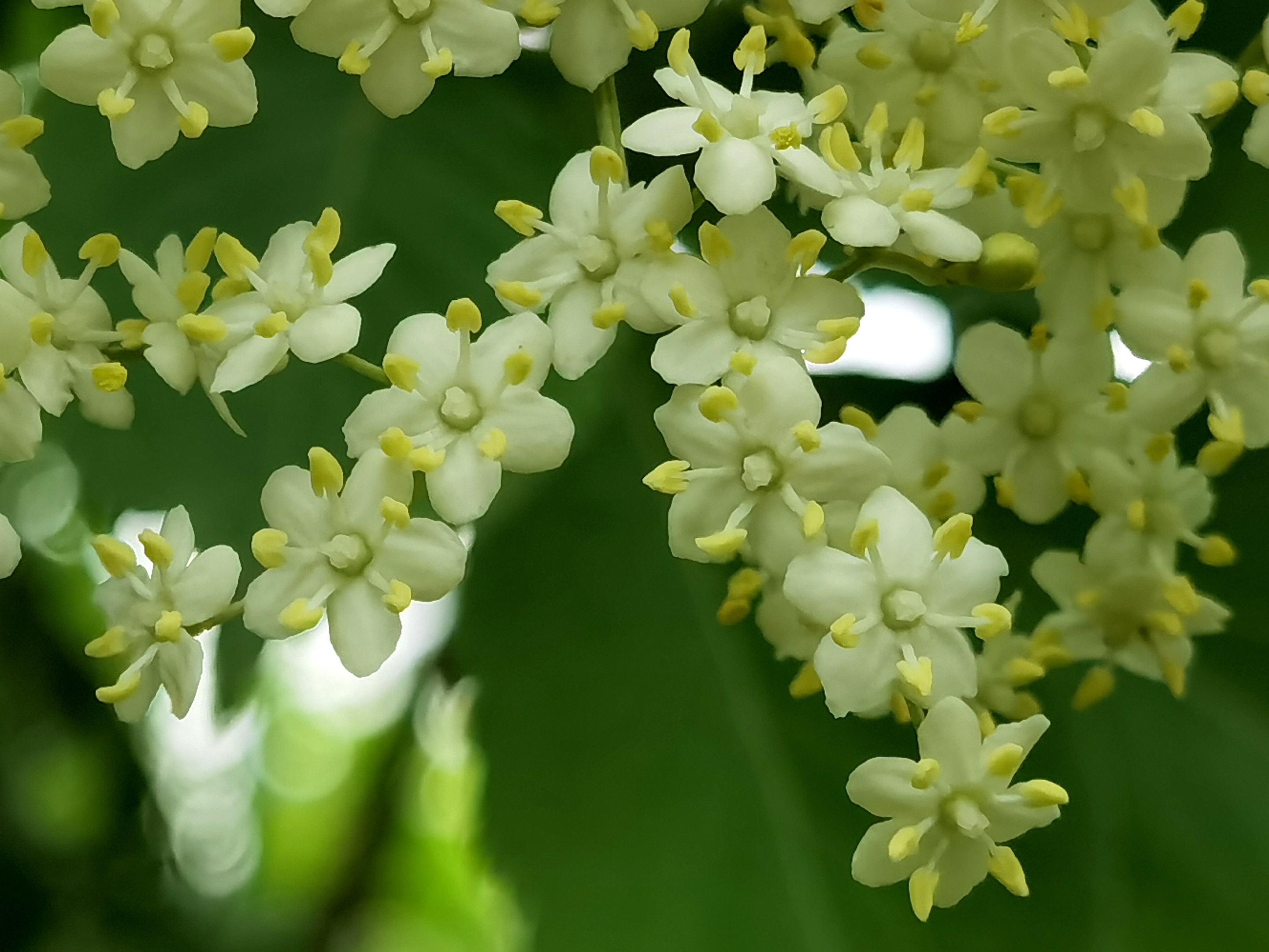 首发接骨木花