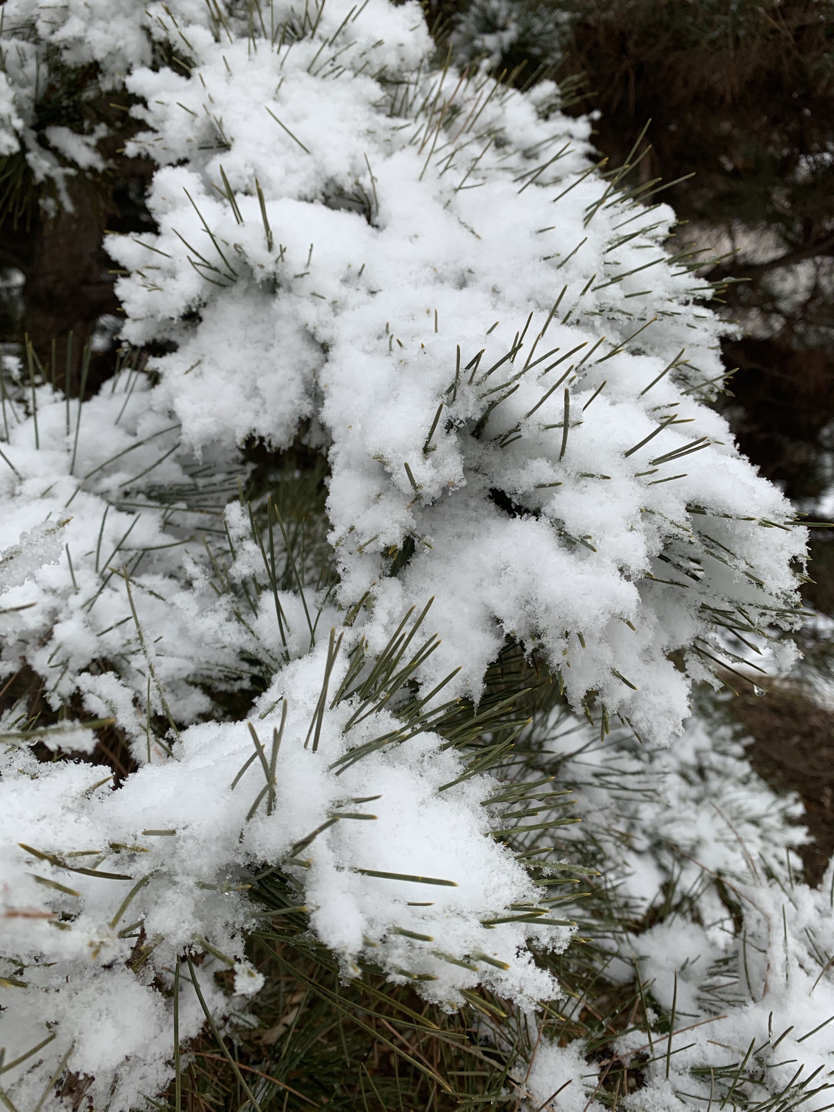 雪花飘