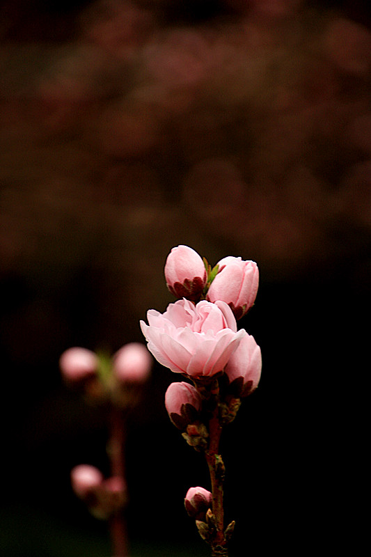 春暖花开含苞待放时花艳惊上春桃花篇