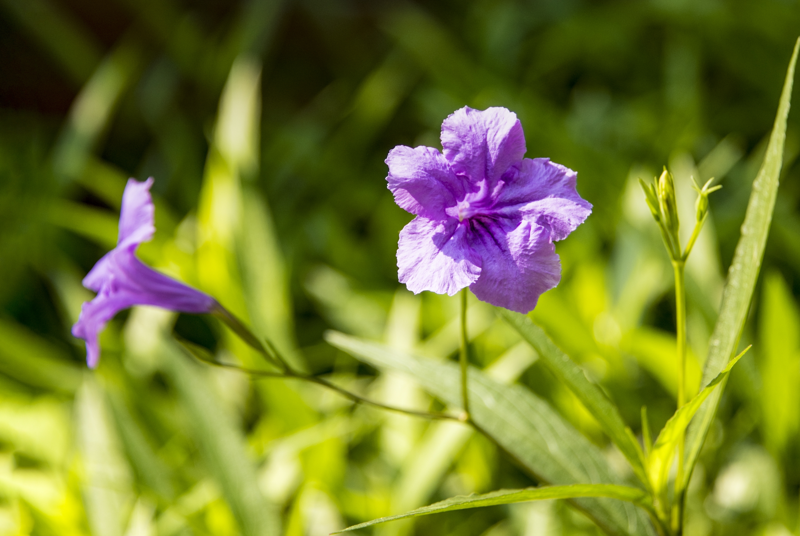 紫色的希望花-翠芦莉【首发】