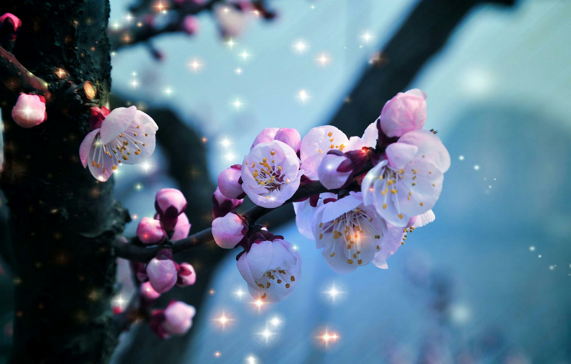 歌曲《梅花泪》——小溪