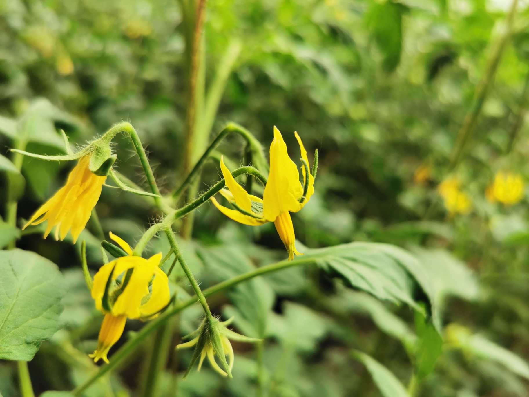 这是西红柿花