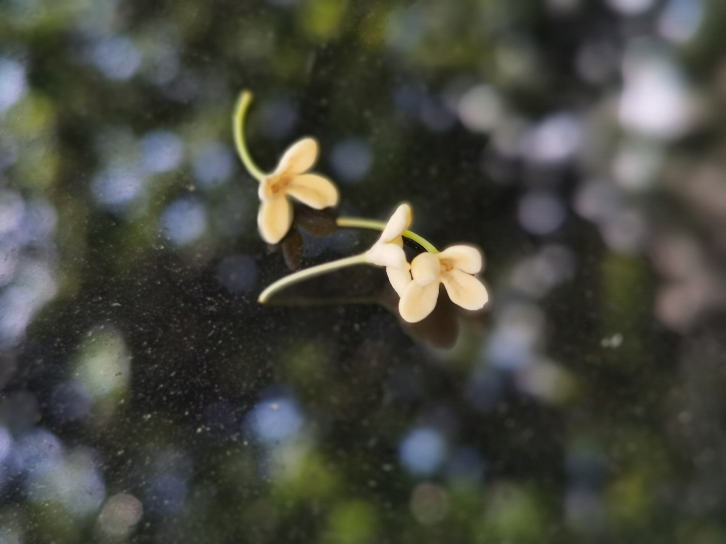 落花别样美