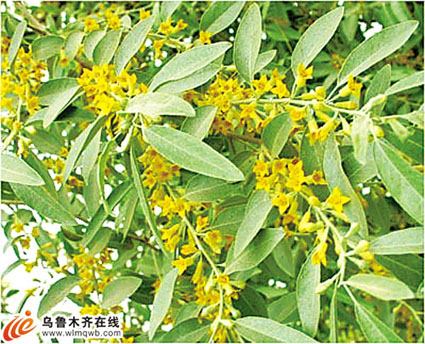 沙枣花开远香漫