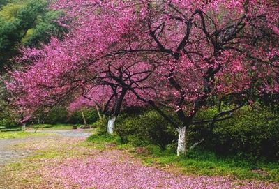 《桃花雨》作者:潇顺 朗诵:缘子