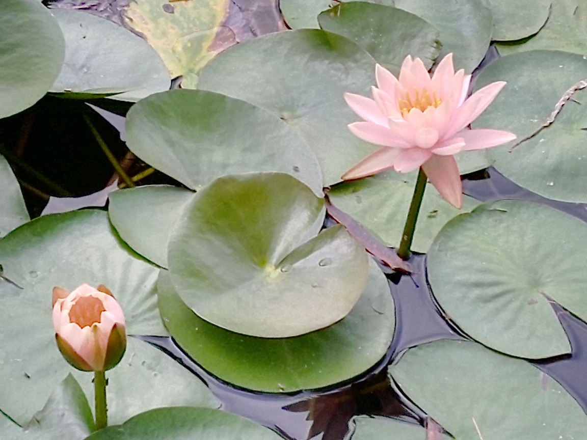 秋醉睡莲银杏果实秋风茅草景艳迷眼