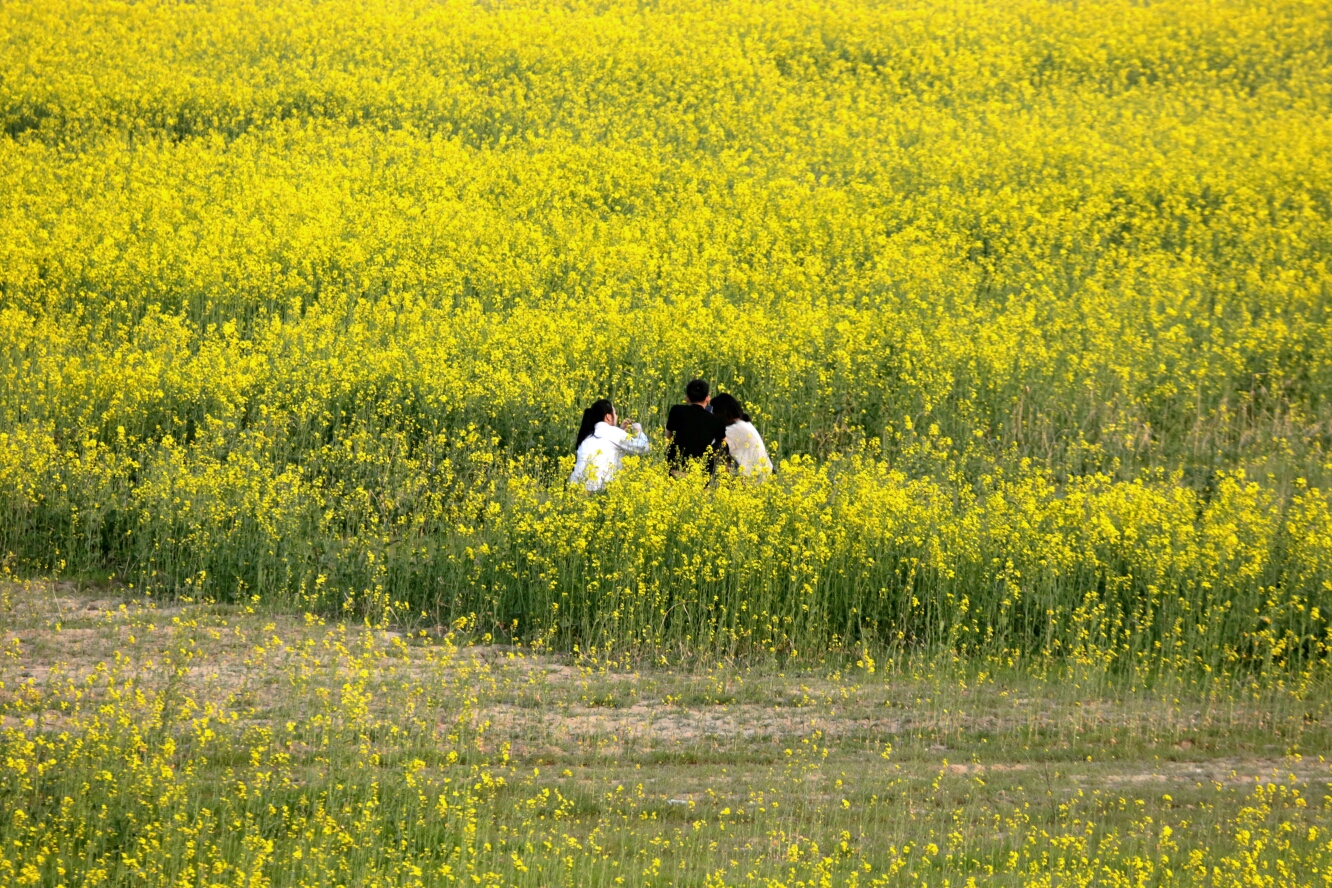 泾渭河边油菜花