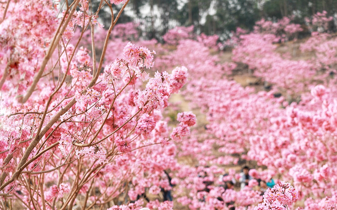 紫花风铃木