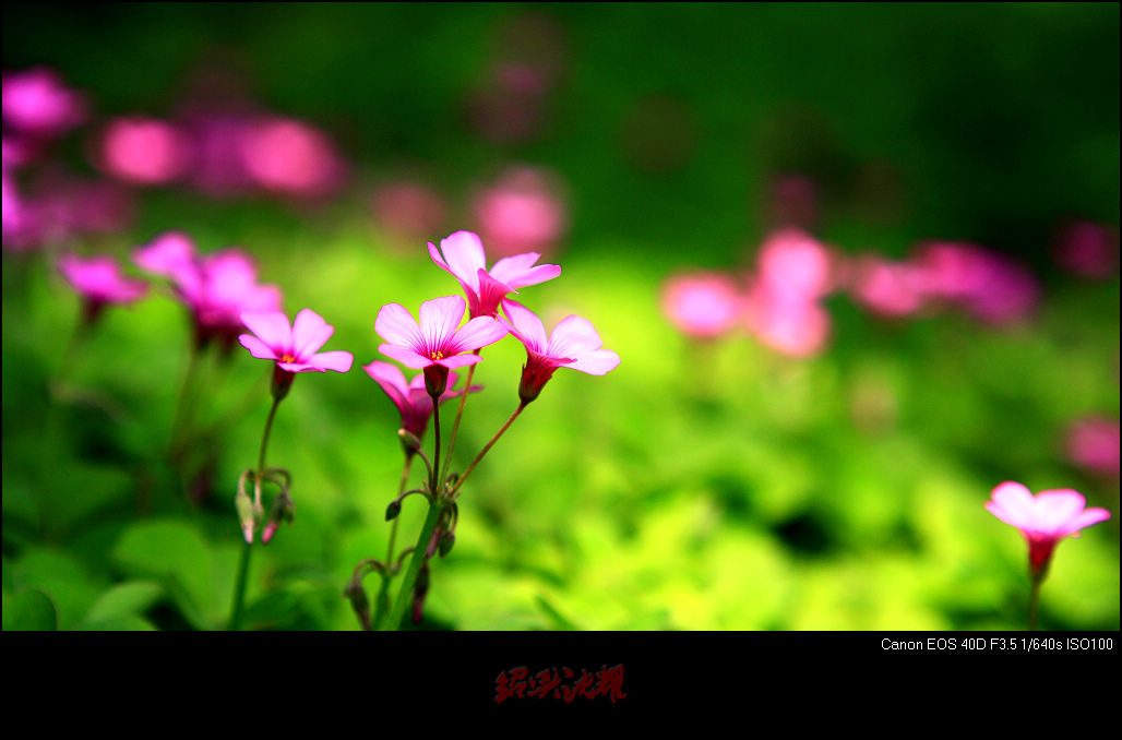 ŵŮ-סСˮ˼ҡ