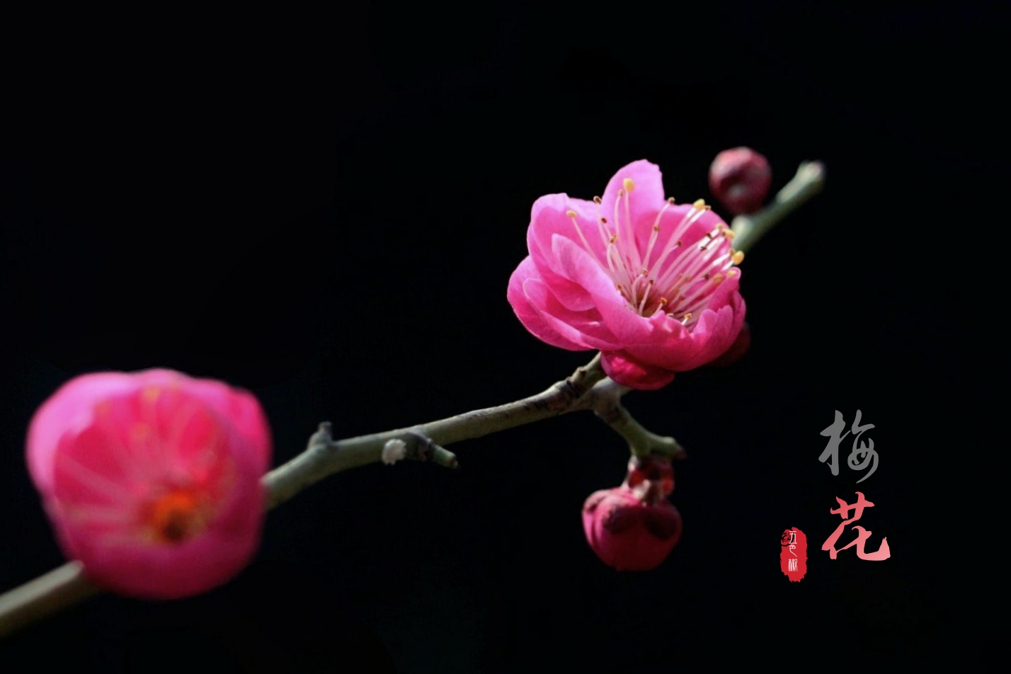 古往今来,梅花都颇受人们的喜爱和赞赏,梅花坚强,忠贞,高雅,恬静