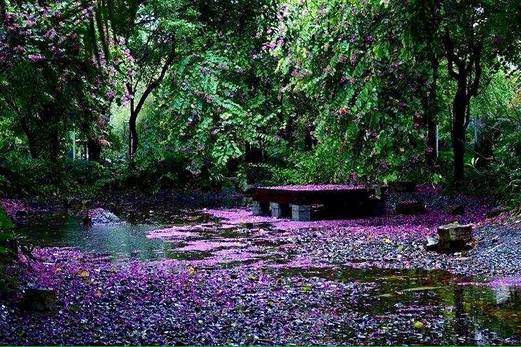 落花纷飞一地殇