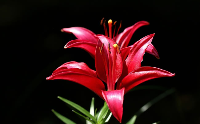 哭泣的百合花
