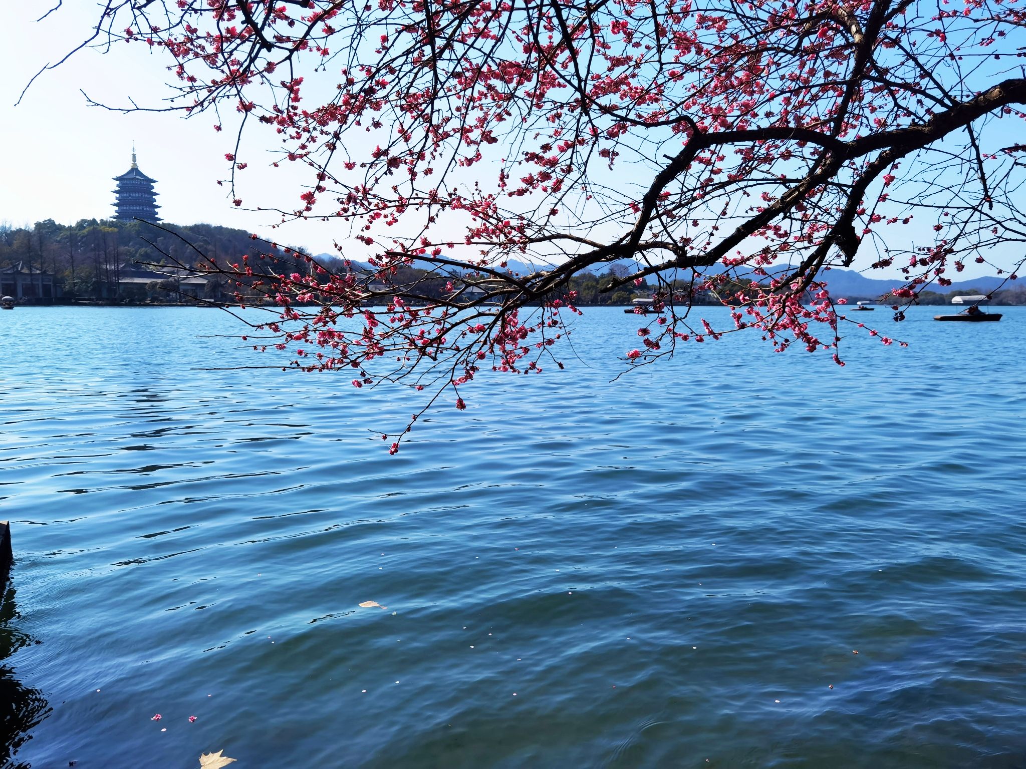 大年初八赏西湖早春景