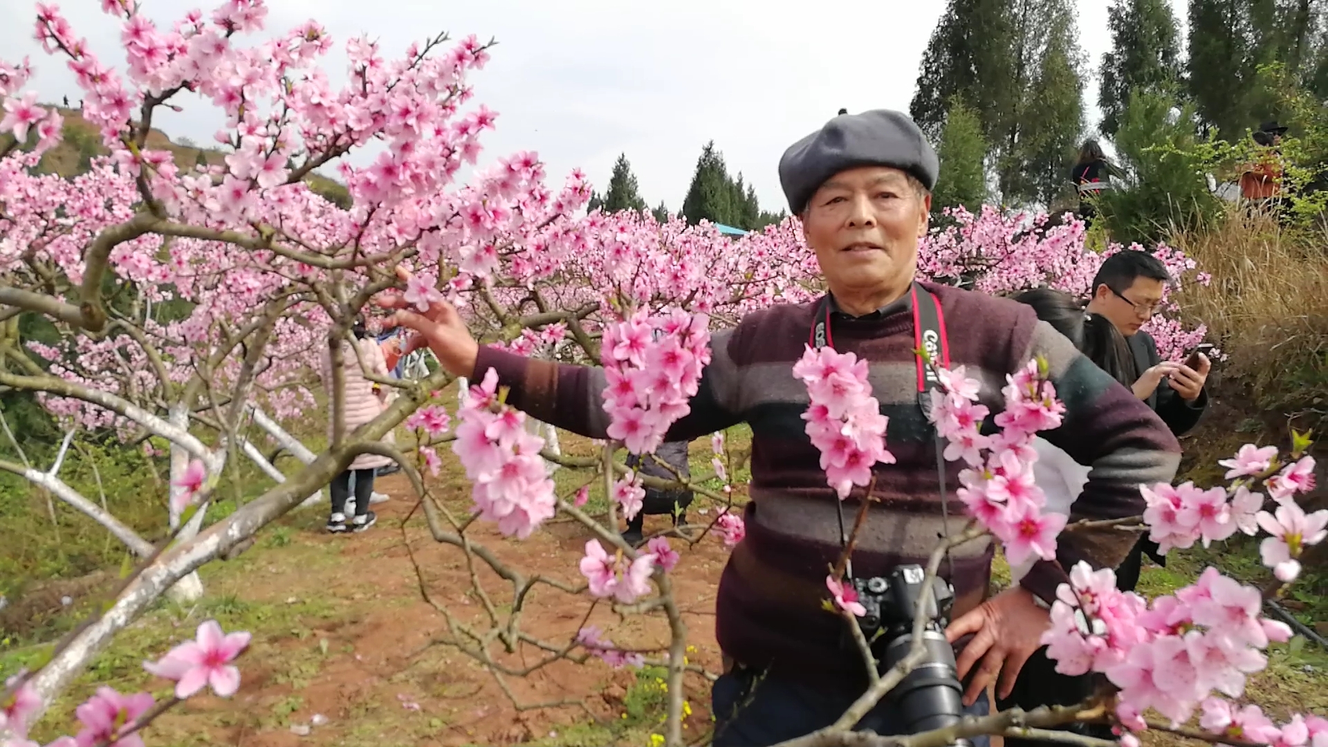 老教工歌舞团相约渠县新市镇第四届桃花节,踏青赏花