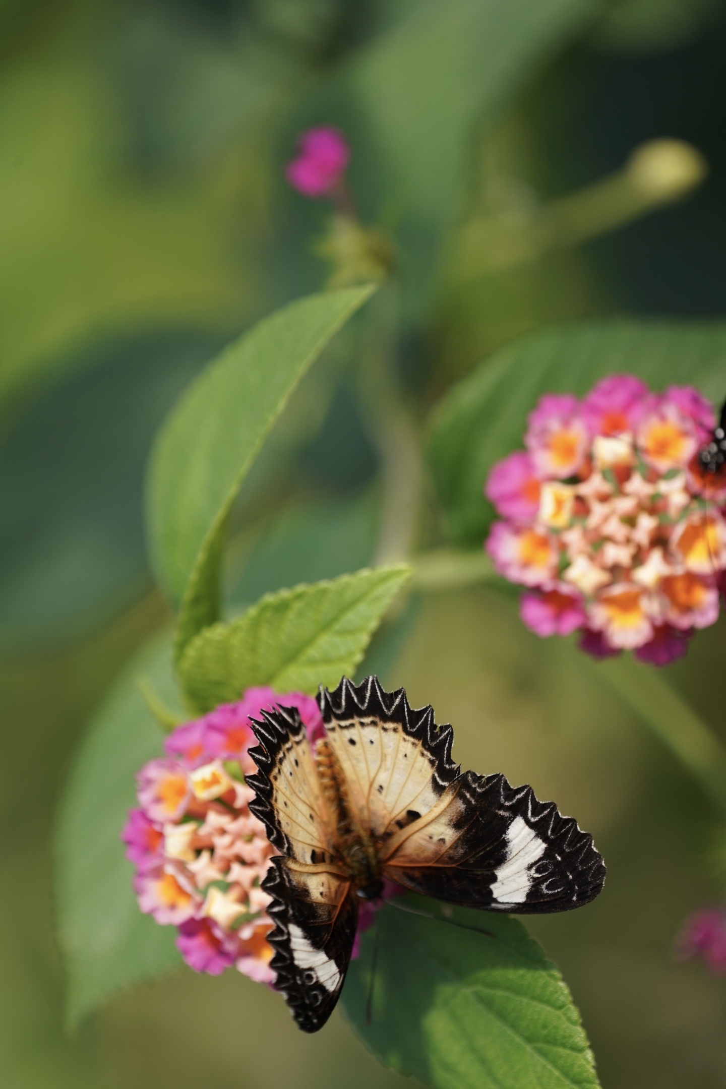 《蝶恋花 花戏蝶》
